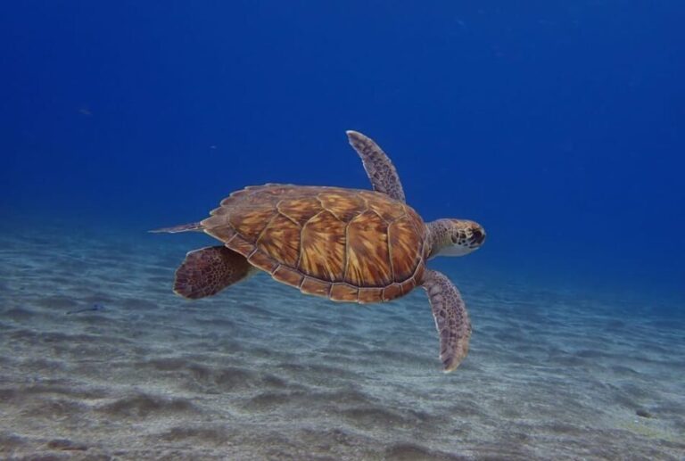 Tenerife: Abades Beach Beginner Diving Experience - A Closer Look at the Itinerary