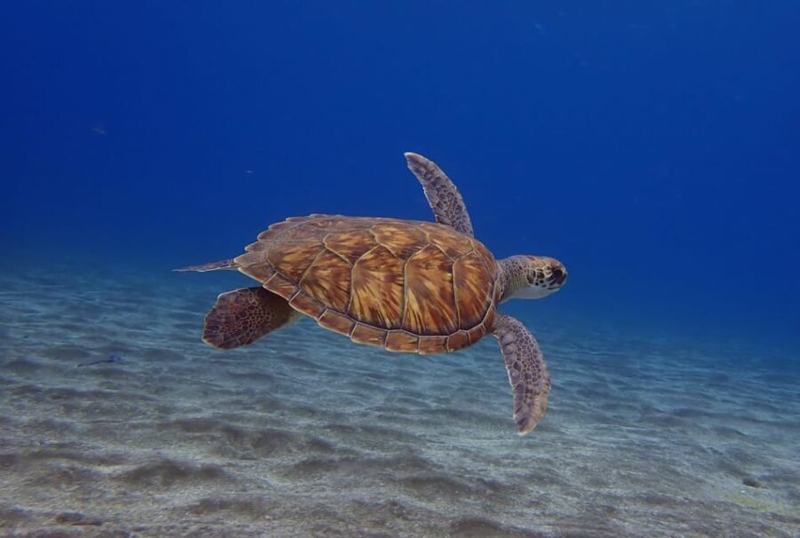 Tenerife: Abades Beach Beginner Diving Experience - A Closer Look at the Itinerary