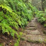 Tenerife Anaga Mountains: Circular hike in the laurel forest  small group max. 10 - Who Should Consider This Tour?
