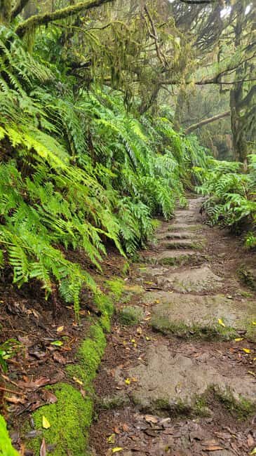 Tenerife Anaga Mountains: Circular hike in the laurel forest  small group max. 10 - Who Should Consider This Tour?