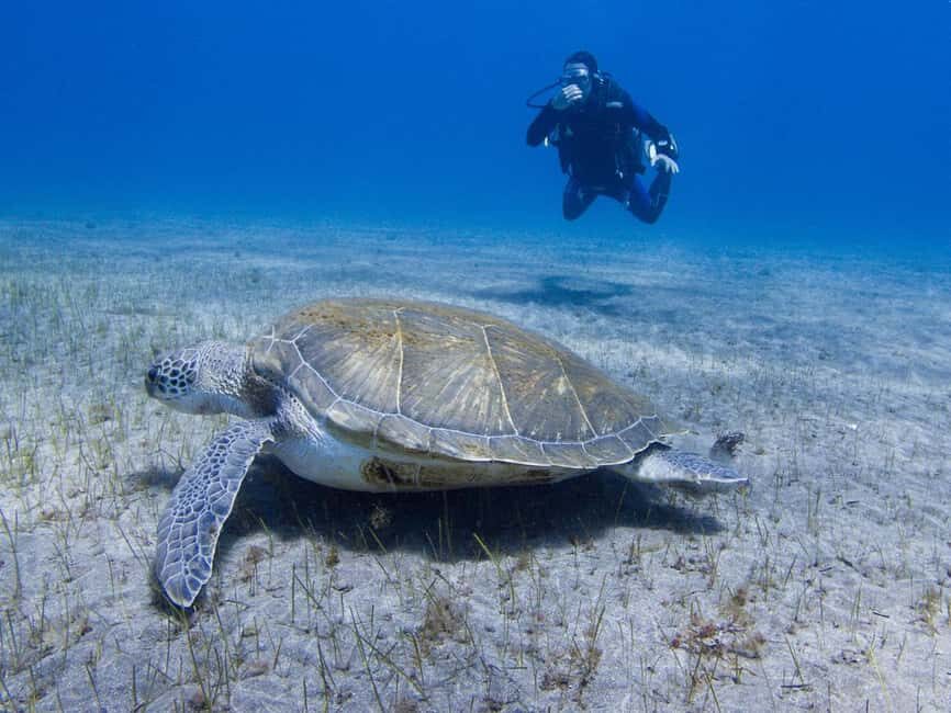 Tenerife: Beginner Scuba Dive Experience with Small Groups - An In-Depth Look at the Tenerife Beginner Scuba Experience