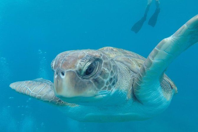 Tenerife by Kayak Adventure in small group - Frequently Asked Questions