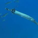Tenerife : Diving License in one day - Final Thoughts