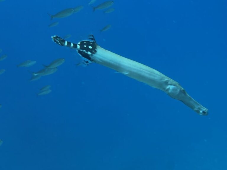 Tenerife : Diving License in one day - Final Thoughts