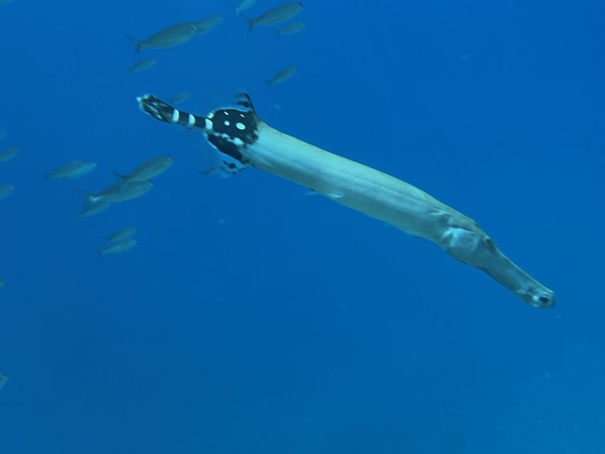 Tenerife : Diving License in one day - Final Thoughts