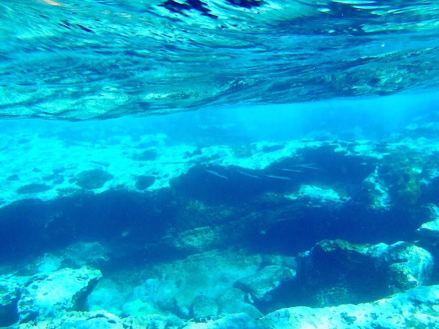Tenerife Exclusive Snorkeling Trip with Marine Biologist - Why This Tour Stands Out