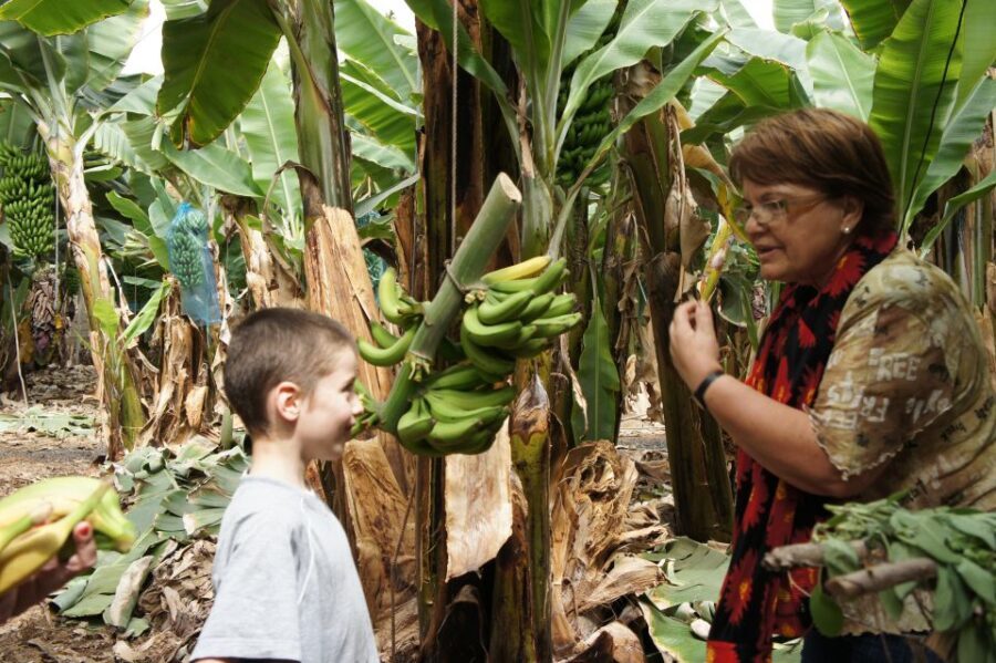 Tenerife: Finca Las Margaritas Banana Plantation Experience - The Experience From a Traveler’s Perspective