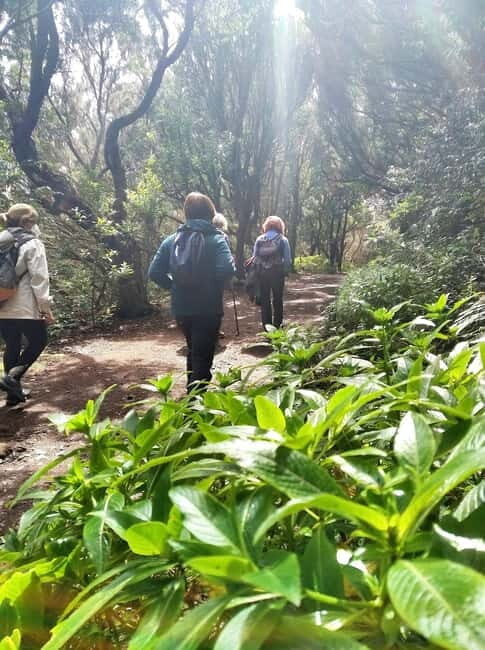 Tenerife: Guided tour guide in the Anaga Rural Park - Highlights of the Experience