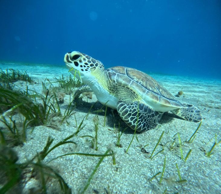 Tenerife: Half-Day Snorkeling Tour - A Detailed Look at the Snorkeling Tour Experience
