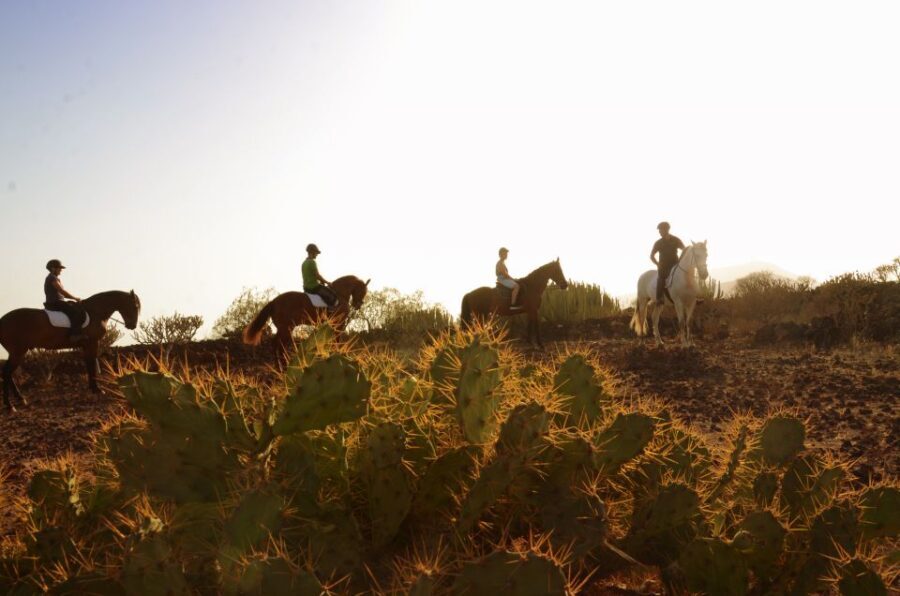Tenerife: Horseback Ride with Instructor - Who Should Consider This Tour?