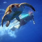 Tenerife: Kayak and Snorkel with Turtles with Free Videos - Itinerary Breakdown