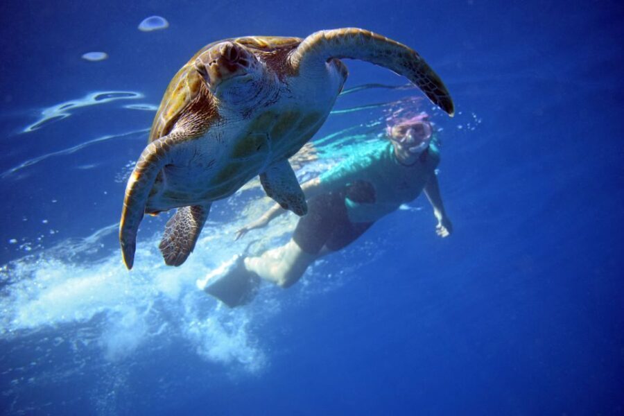 Tenerife: Kayak and Snorkel with Turtles with Free Videos - Itinerary Breakdown