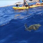 Tenerife: Kayak Safari and Sea Turtle Snorkeling - The Sum Up
