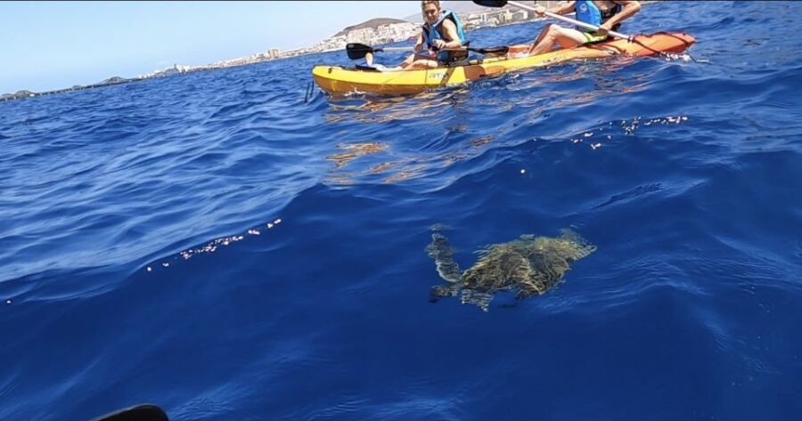 Tenerife: Kayak Safari and Sea Turtle Snorkeling - The Sum Up