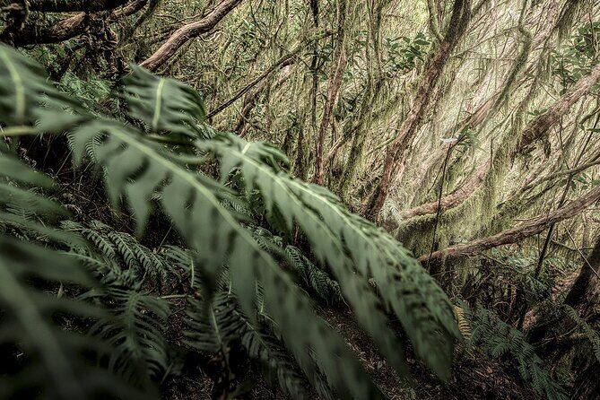 Tenerife Landscape Photography Workshops 10 hours - A Deep Dive into the Tenerife Landscape Photography Experience