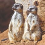 Tenerife: Loro Parque Entry Ticket - A Detailed Look at What to Expect at Loro Parque