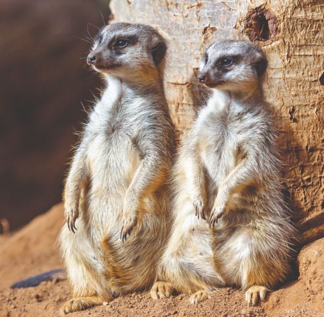 Tenerife: Loro Parque Entry Ticket - A Detailed Look at What to Expect at Loro Parque