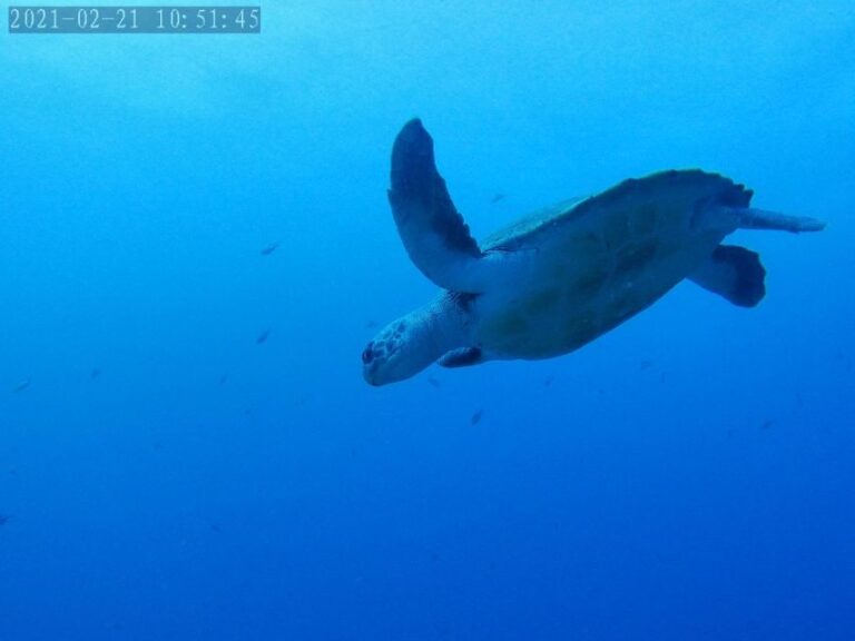 Tenerife: Puerto Colon Certified Scuba Dive by Speed Boat - The Itinerary in Detail