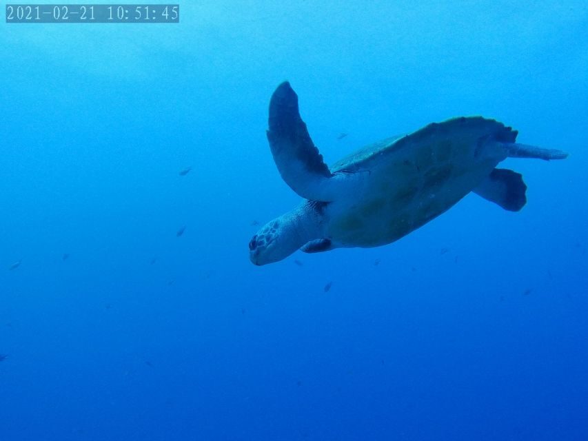Tenerife: Puerto Colon Certified Scuba Dive by Speed Boat - The Itinerary in Detail