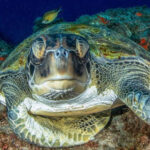 Tenerife: Scuba Diving Experience for Every Level - Who Will Enjoy This Experience?