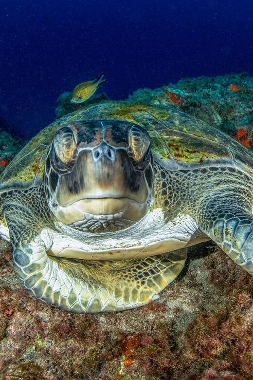 Tenerife: Scuba Diving Experience for Every Level - Who Will Enjoy This Experience?