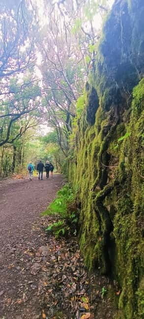 Tenerife: Senderismo Anaga, Bosque Mágico, Reserva Biosfera - An In-Depth Look at the Tenerife Senderismo Anaga Experience