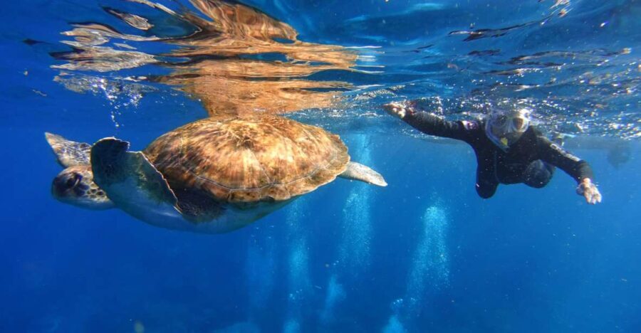 Tenerife: Snorkel with Turtles - Practical Tips for Your Snorkeling Adventure