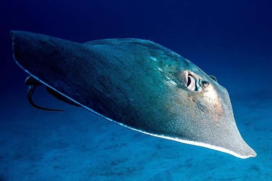 Tenerife: Snorkeling to look for Turtles and Rays - The Value of This Experience