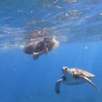 Tenerife: Snorkeling Trip in a Turtle Habitat - The Itinerary in Detail