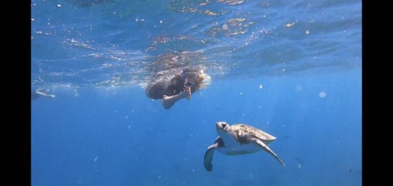 Tenerife: Snorkeling Trip in a Turtle Habitat - The Itinerary in Detail
