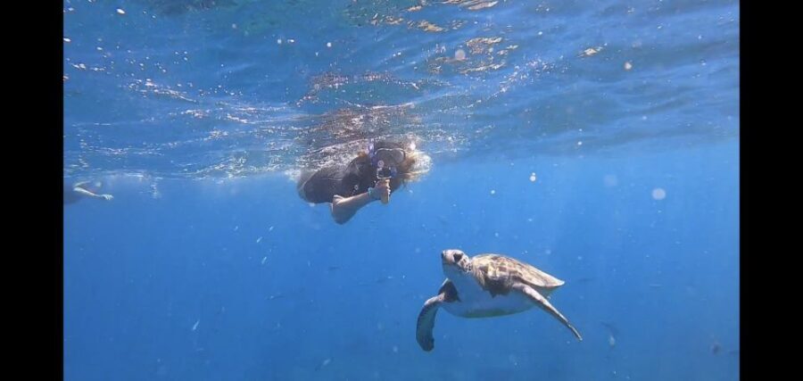 Tenerife: Snorkeling Trip in a Turtle Habitat - The Itinerary in Detail