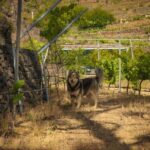 Tenerife: Tour of an Organic Vineyard with Tasting & Snacks - The Experience: What Sets It Apart