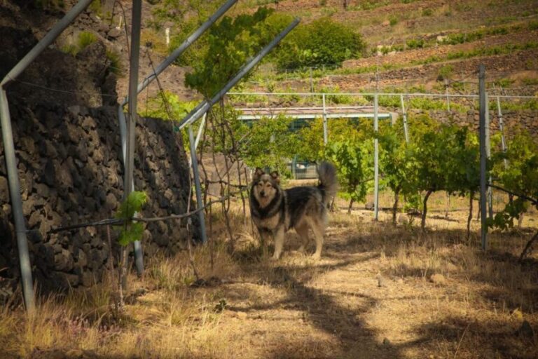 Tenerife: Tour of an Organic Vineyard with Tasting & Snacks - The Experience: What Sets It Apart