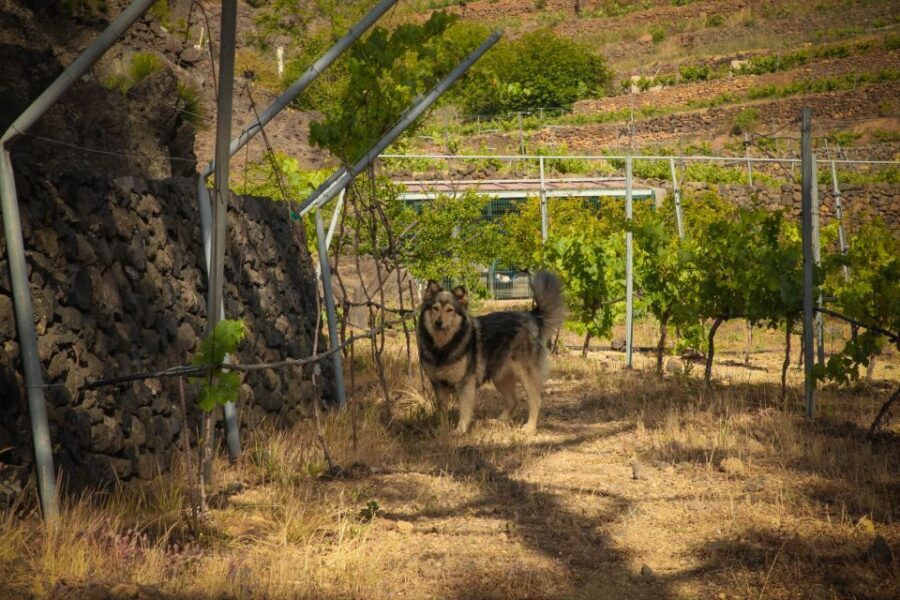 Tenerife: Tour of an Organic Vineyard with Tasting & Snacks - The Experience: What Sets It Apart