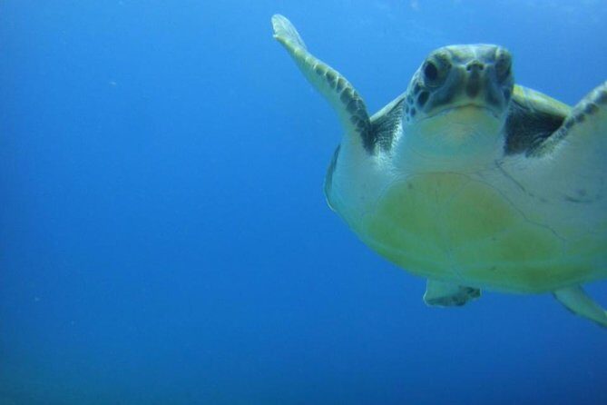 Tenerife Turtle and Snorkel Tour from Costa Adeje - FAQs