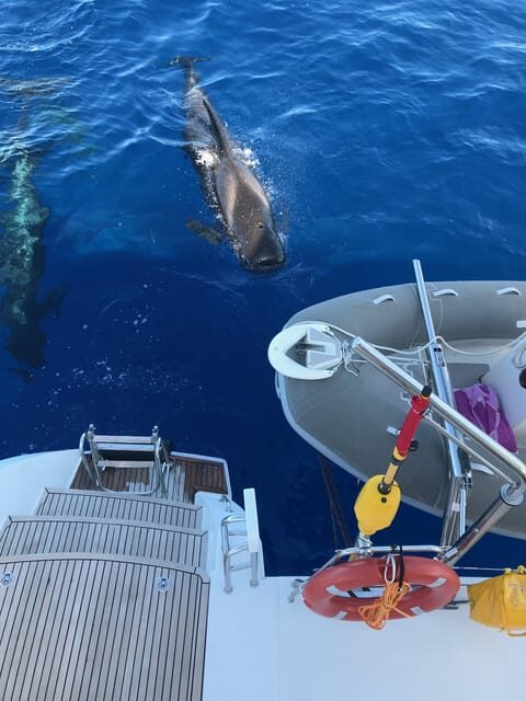 Tenerife: Whale and Dolphin Watching Boat Tour - A Closer Look at the Tenerife Whale and Dolphin Tour