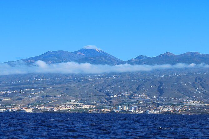 Tenerife Whales and Dolphins Watching Experience in Catamaran - The Itinerary: What to Expect