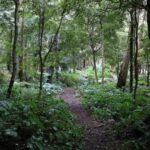 Terceira Island: Walking Trails Hiking Tour - Why This Tour Is a Great Choice