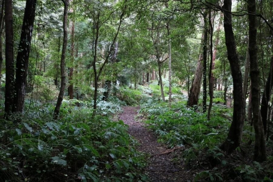 Terceira Island: Walking Trails Hiking Tour - Why This Tour Is a Great Choice