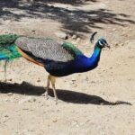 The Best of Rhodes & Lindos: Full Island Tour (Small Group) - Detailed Review of the Rhodes & Lindos Full Island Tour