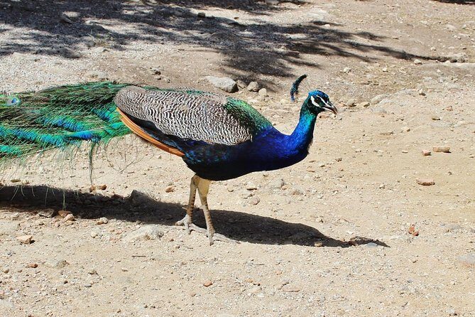 The Best of Rhodes & Lindos: Full Island Tour (Small Group) - Detailed Review of the Rhodes & Lindos Full Island Tour