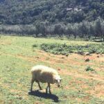 The Cretan Way of Life at the mountains of Rethymno (Mylopotamos) - FAQs