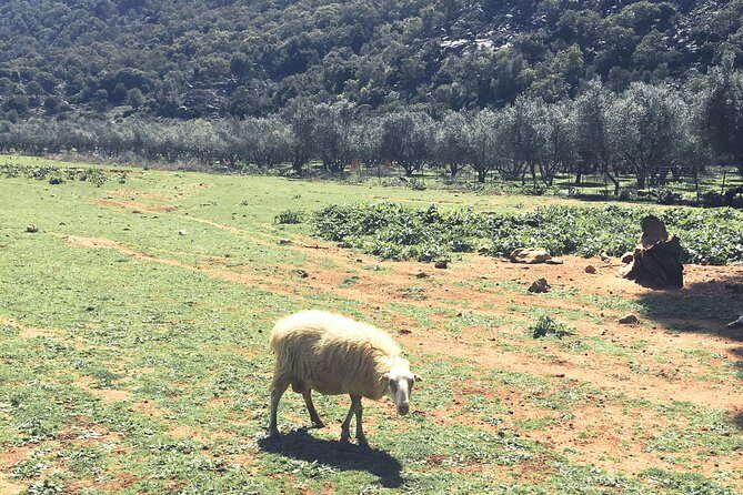 The Cretan Way of Life at the mountains of Rethymno (Mylopotamos) - FAQs