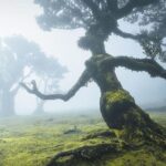 The Fanal Forest by Feeling Madeira - Why This Tour Is a Great Value
