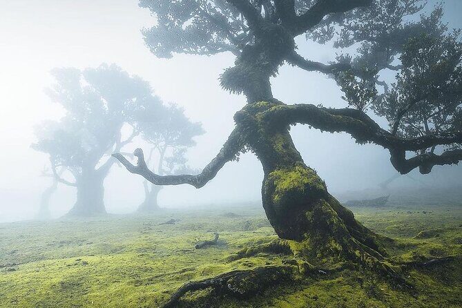 The Fanal Forest by Feeling Madeira - Why This Tour Is a Great Value