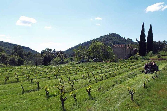 The Grape Escape! Cycling in Beautiful Scenery with Wine Tasting - Why Choose This Tour?