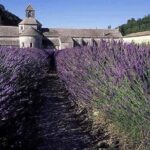 The Lavender country - Private tour with a local guide - Who Will Enjoy This Tour?
