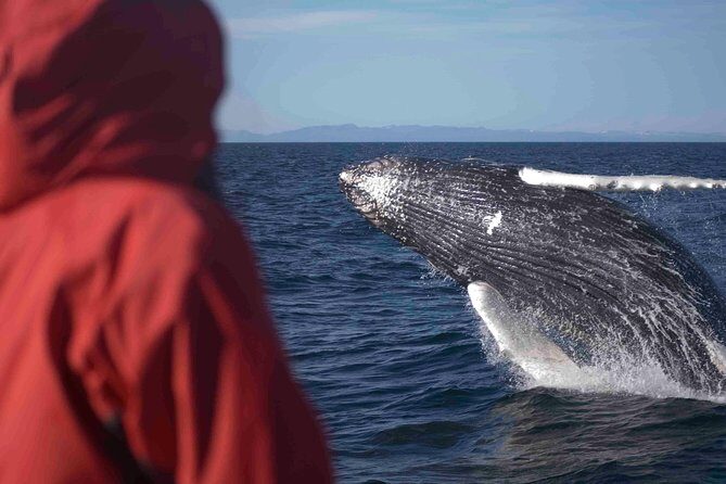 The Original Classic Whale Watching from Reykjavik - A Deep Dive into the Whale Watching Adventure