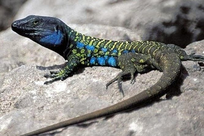 Ticket to Parque del Drago in Tenerife - FAQ