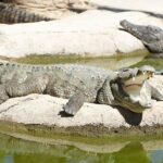 Torremolinos: Crocodile Park Entrance Ticket - Who Will Love This Experience?